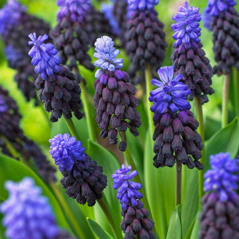 Muscari 'Latifolium'